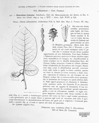 Monilinia cydoniae image